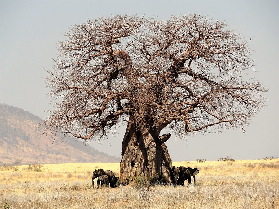 Olifanten onder baobab Tanzania safari