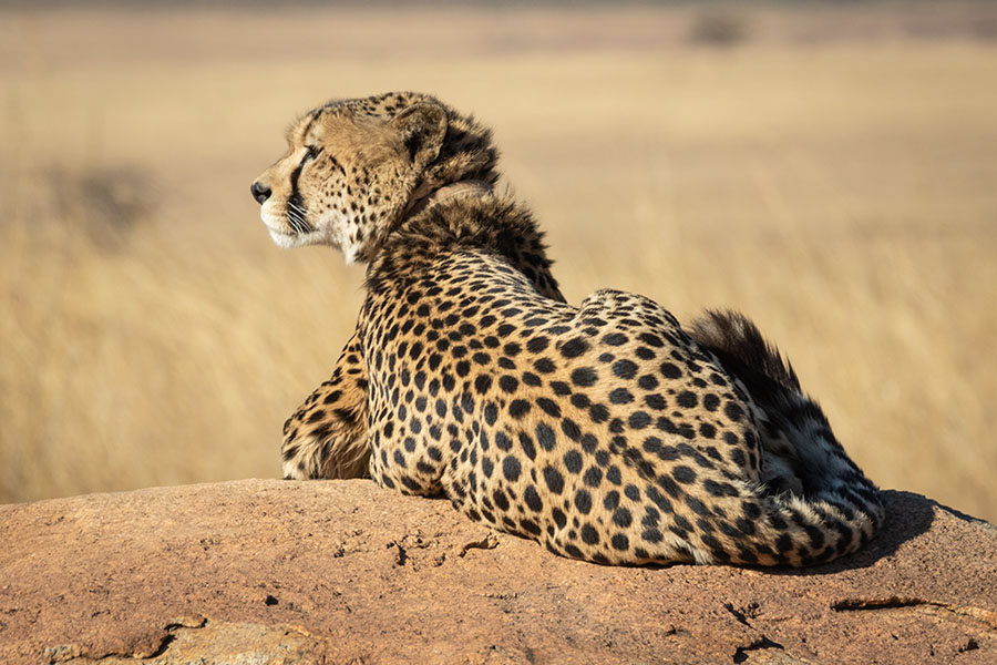 Cheetah Tanzania safari