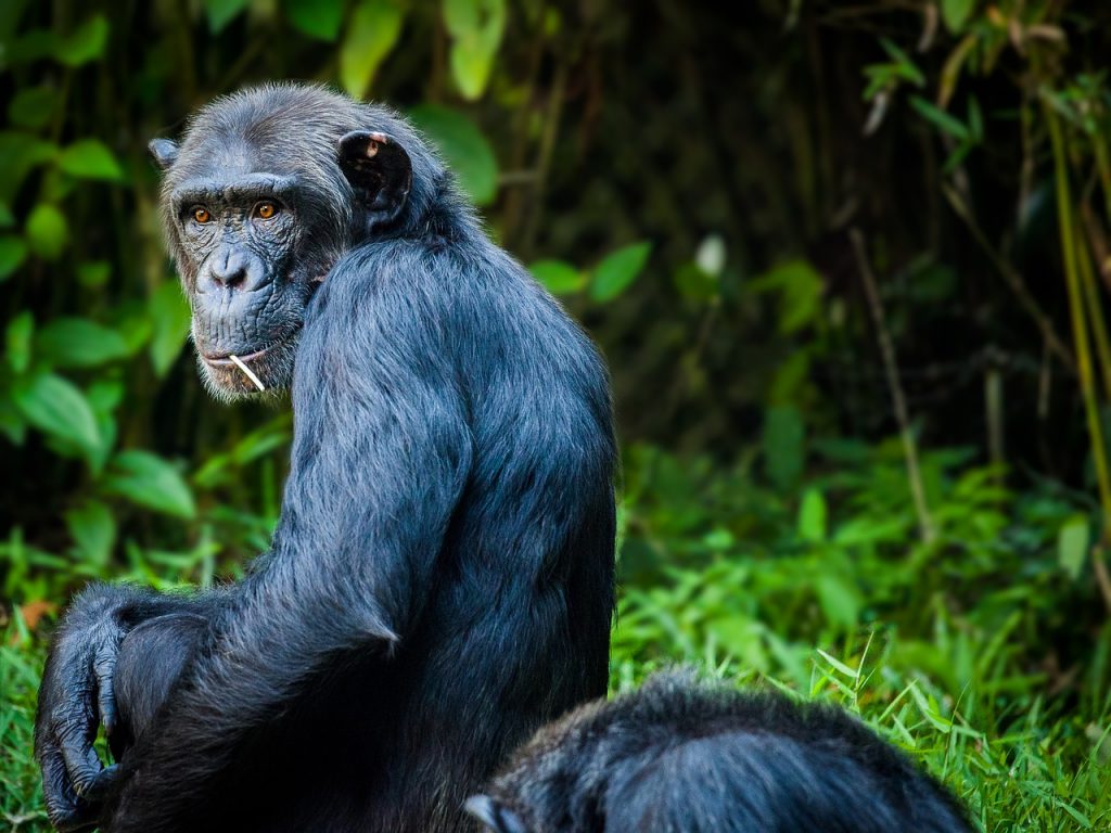 Chimpanzee Tanzania safari