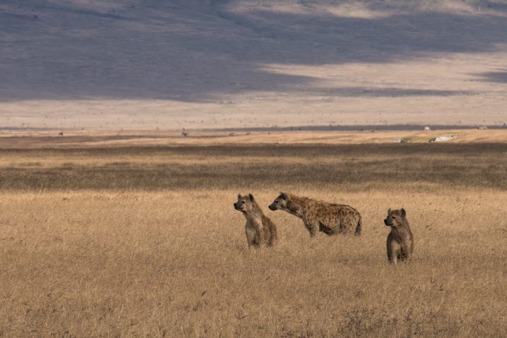 Hyena's op zoek naar een prooi in Ngorongoro Tanzania safari