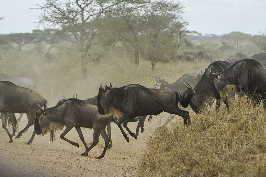 wildebeesten oversteek Tanzania safari