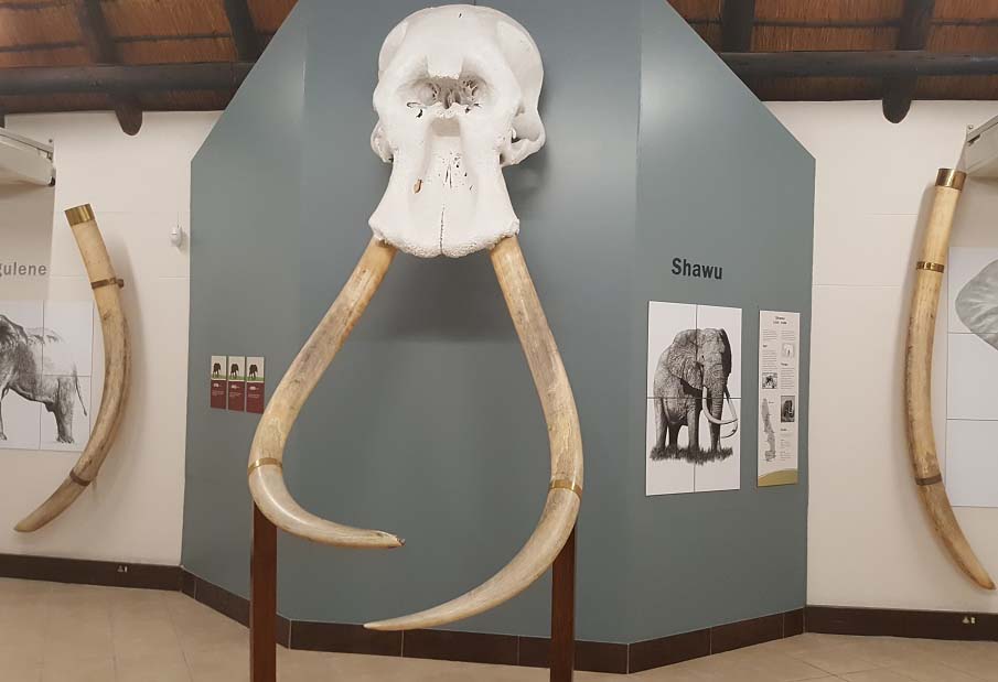 Letaba-Elephant-Hall