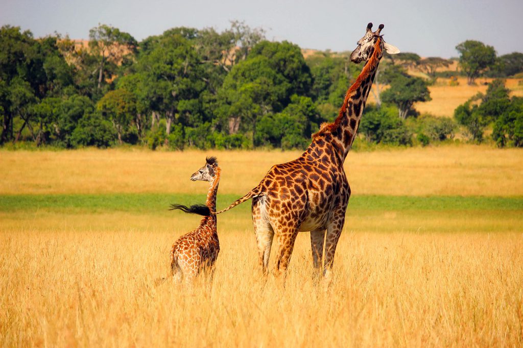 Familiereis safari baby giraffe met moeder