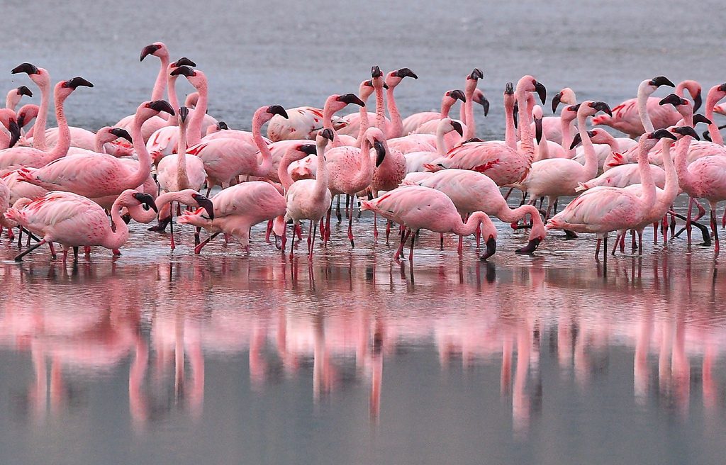 Kenia safari strand vakantie flamingo Lake Nakuru