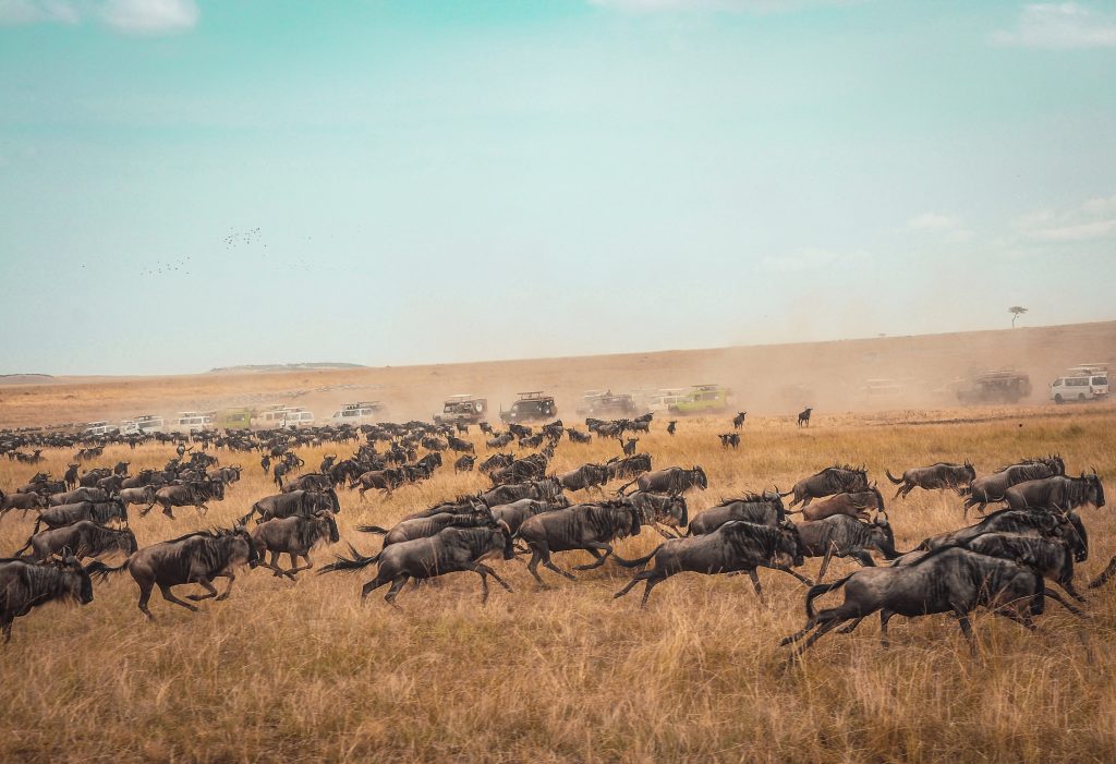 Kenia safari strand vakantie masai mara