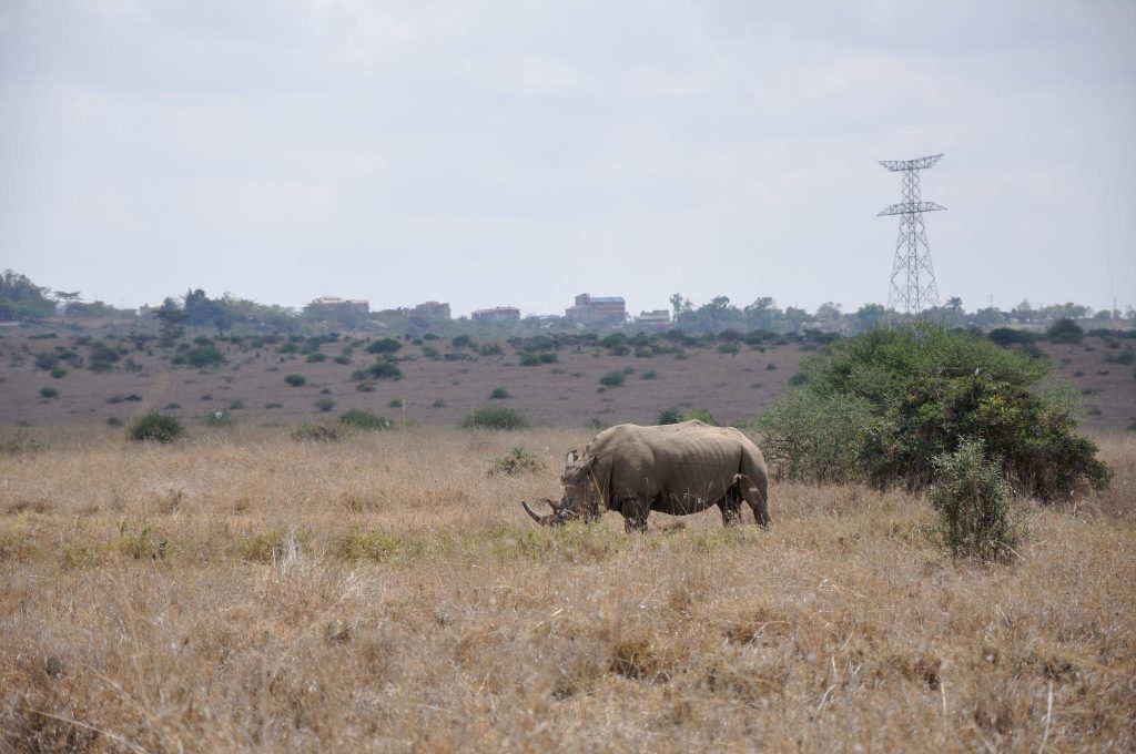 Kenia safari strand vakantie reizen Nairobi neushoorn