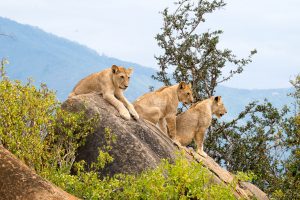 Kenia safari strand vakantie reizen leeuwen Tsavo