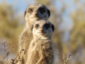 Nationale parken Zuid-Afrika Meerkat stokstaartje