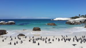 Nationale parken Zuid Afrika pinguins