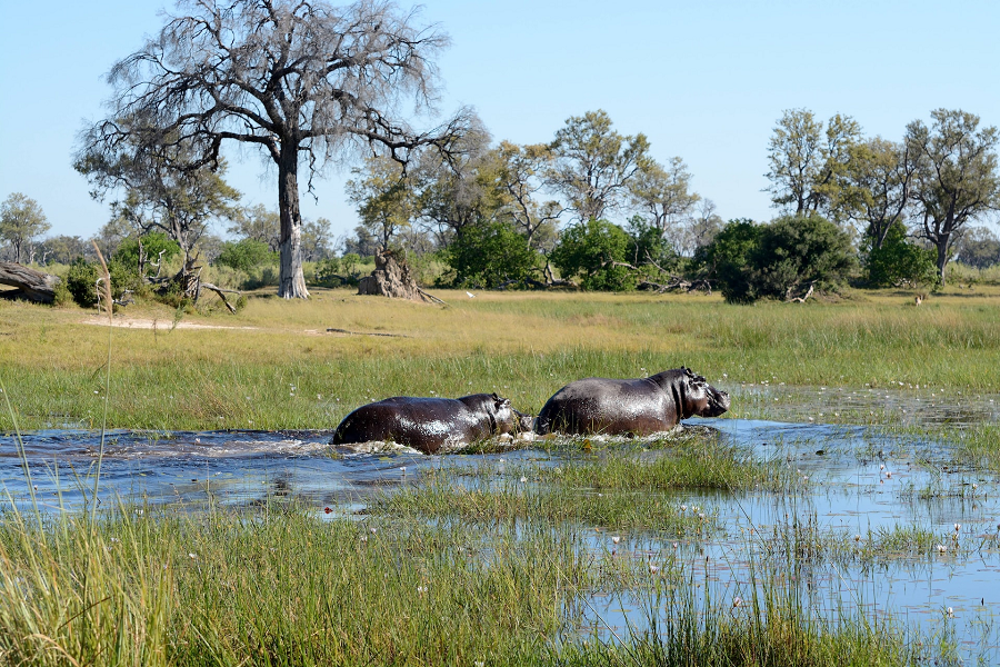 Botswana Okavango Delta nijlpaard