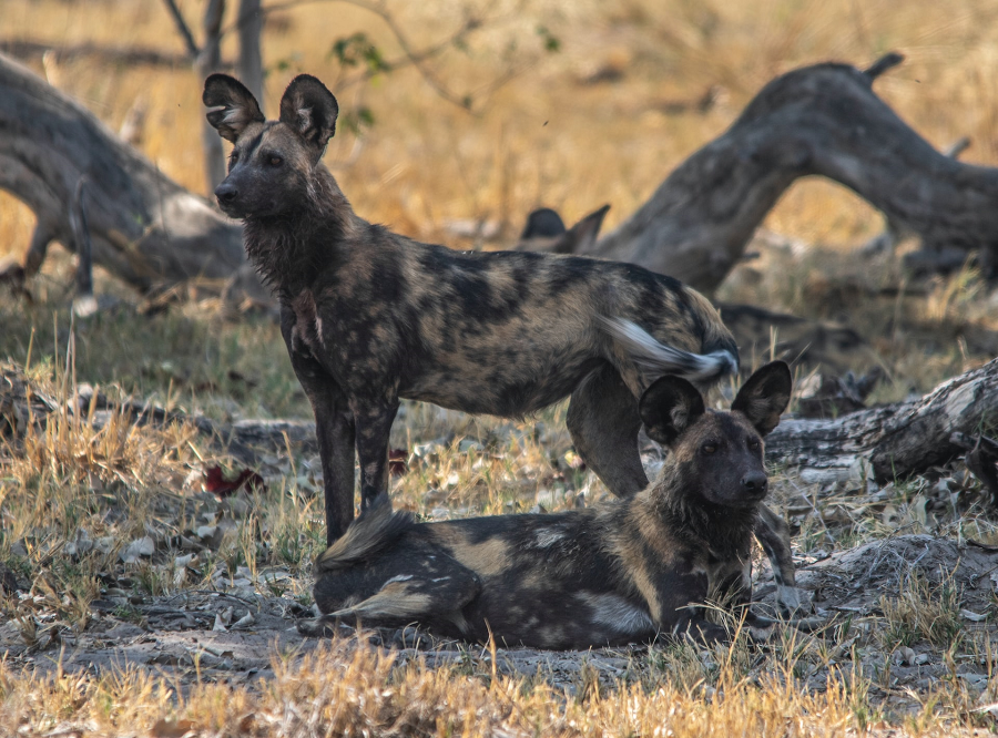 Botswana Okavango Delta wilde honden