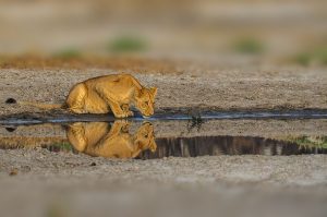 Beste reistijd zuid-afrika big five leeuwin drinkt water