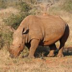 Grazende neushoorn Beste reistijd Krugerpark Zuid Afrika Big Five