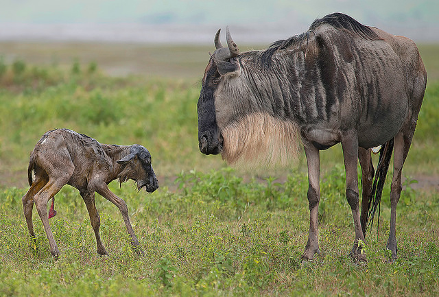 Pasgeboren gnoe beste reistijd tanzania serengeti