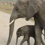 Beste reistijd Zuid Afrika Big Five Moeder olifant en baby