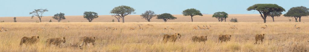 safari reizen kenia tanzania htm wiring diagramop safari in zuid afrika, tanzania, kenia of namibi ? start hier!