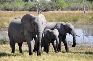 Wildparken Zuid-Afrika