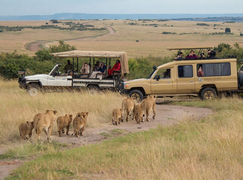 single reizen safari lions