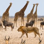 Beste reistijd Namibie rondreis safari Etosha