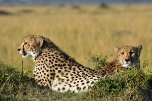 Groepsreizen safari Kenia 