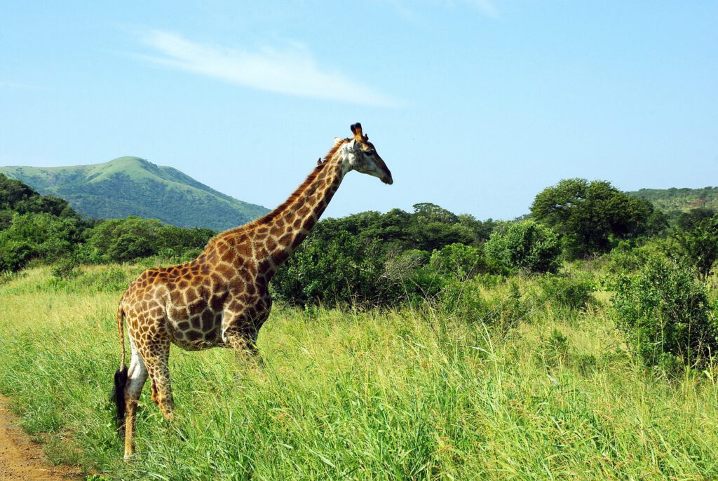 single reizen zuid afrika giraffe