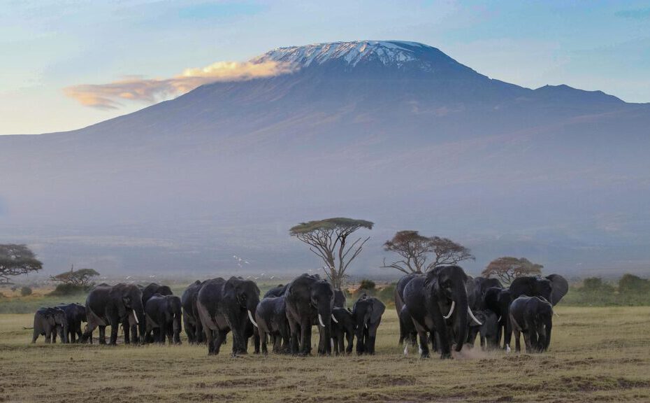 Wildparken Kenia