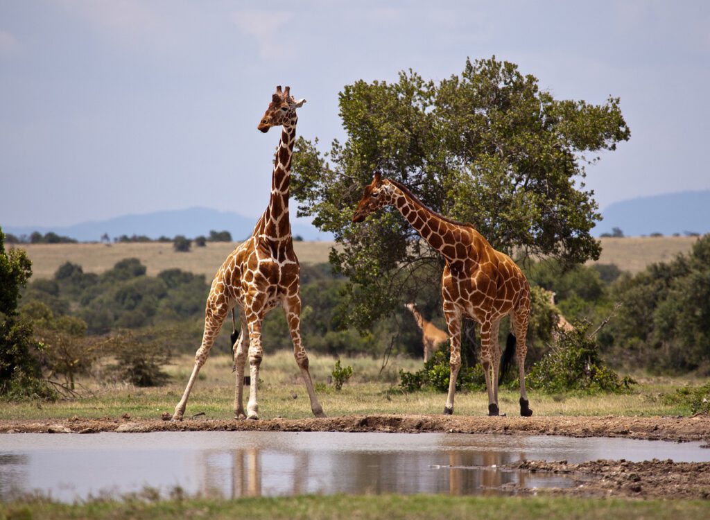 Wildparken Kenia Samburu giraffe