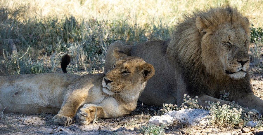 Rondreis Namibië en Botswana Etosha leeuwen