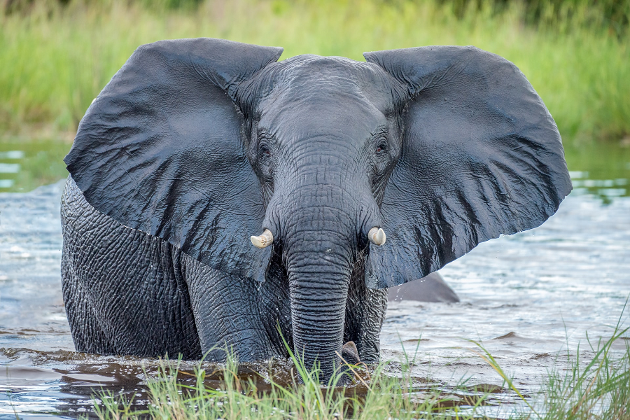 Rondreis Namibië en Botswana Okavango olifant