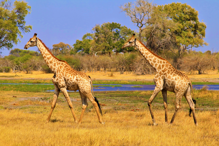 Rondreis Namibië en Botswana giraffen