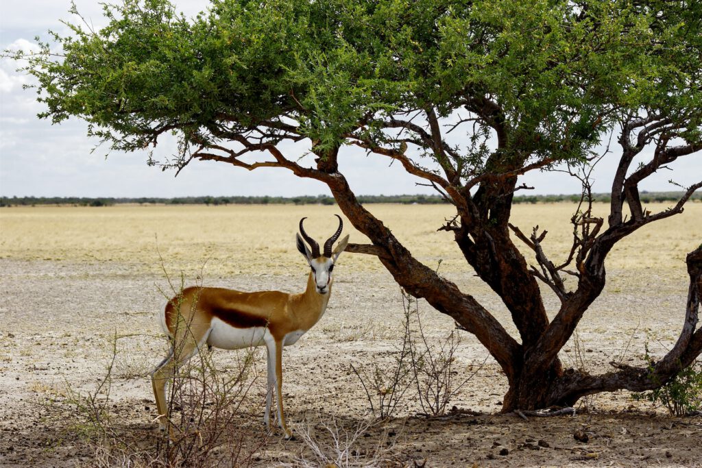 Rondreis Botswana Kalahari springbok