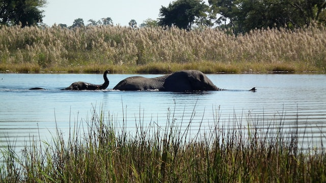 Rondreis Botswana okavango delta olifanten in water