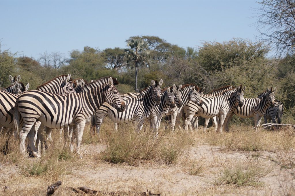 Rondreis Botswana zebra migratie