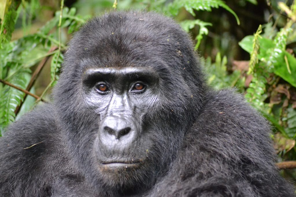 Gorilla trekking Oeganda Uganda