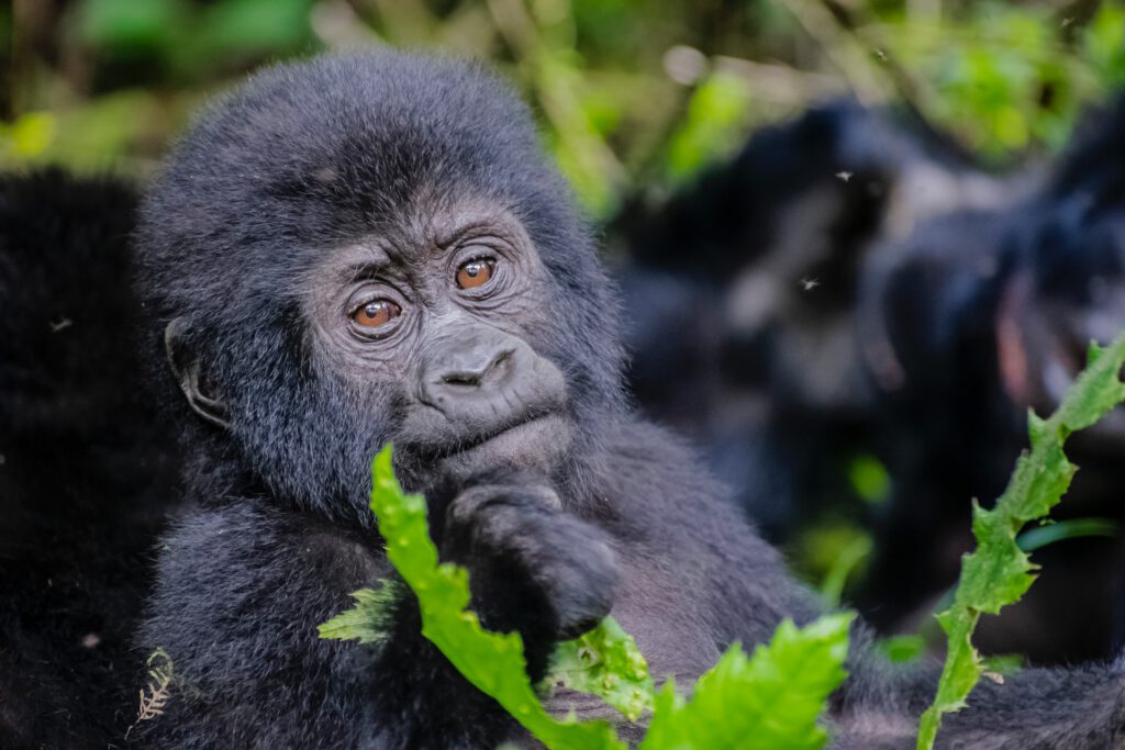gorilla trekking oeganda uganda baby