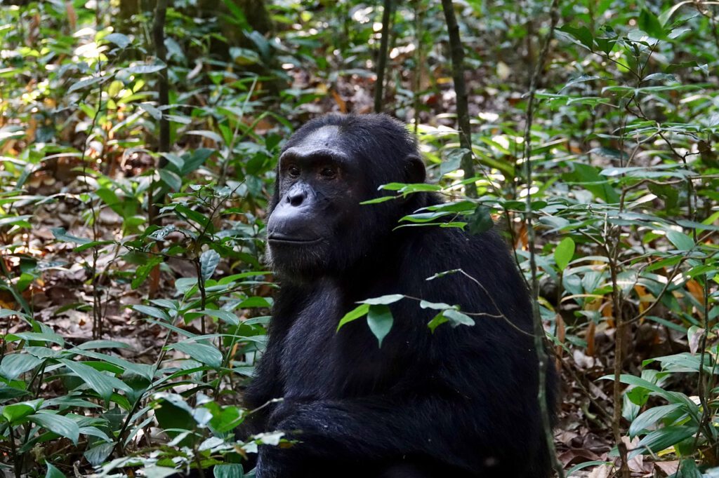 Chimpansee Kibale Oeganda reis