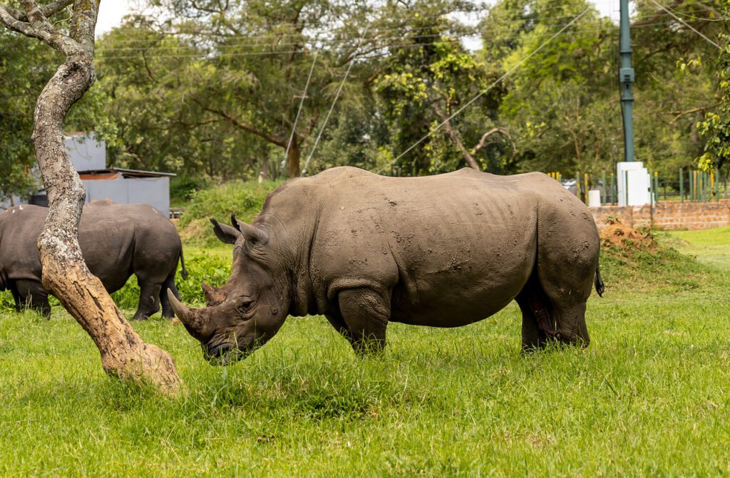 Oeganda reis Ziwa Rhino Sanctuary