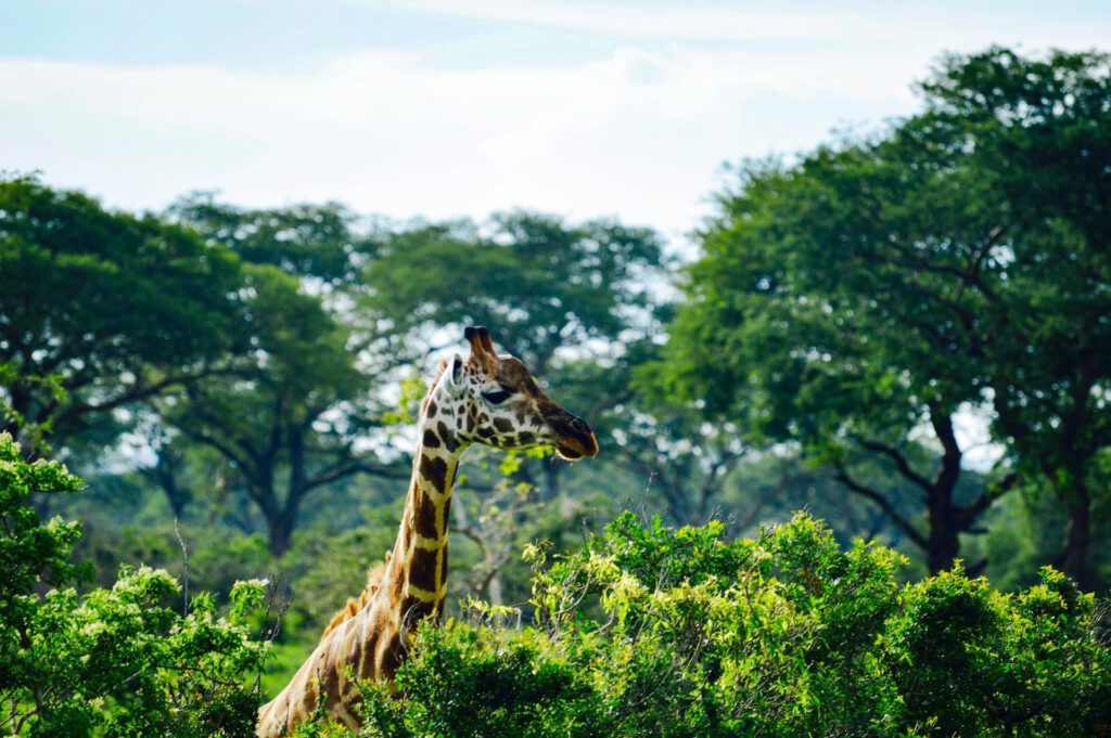 Oeganda reis giraffe Murchison Falls