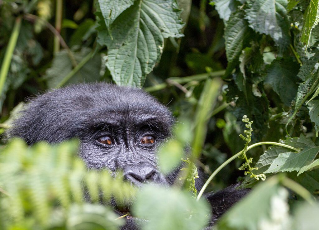 Oeganda reis gorilla trekking Bwindi
