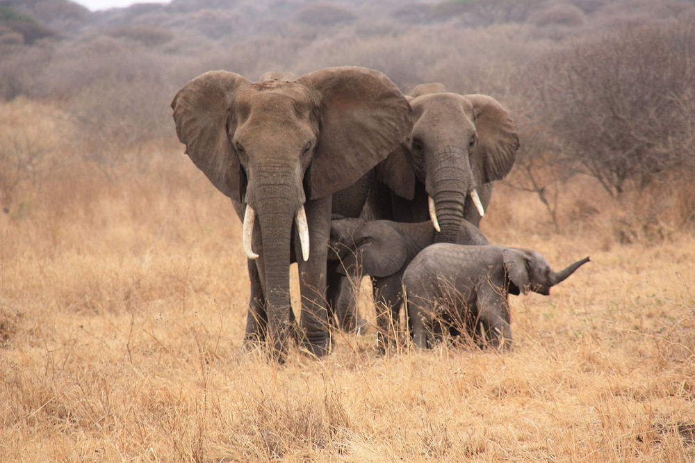 Luxe safari tanzania olifanten
