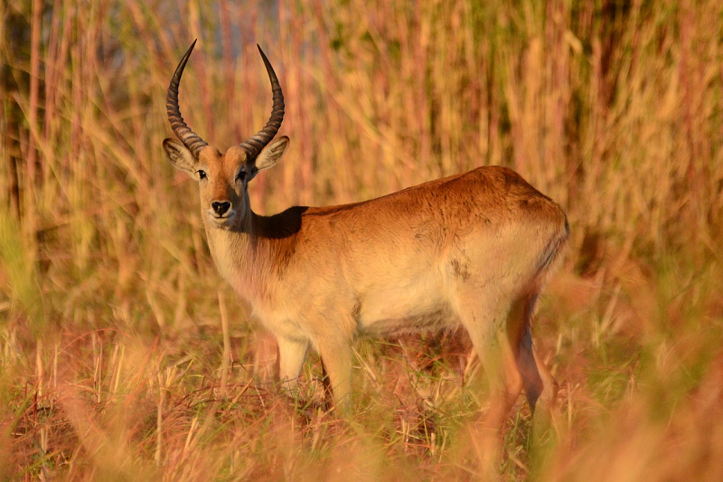 Rondreis Botswana 14 dagen antilope