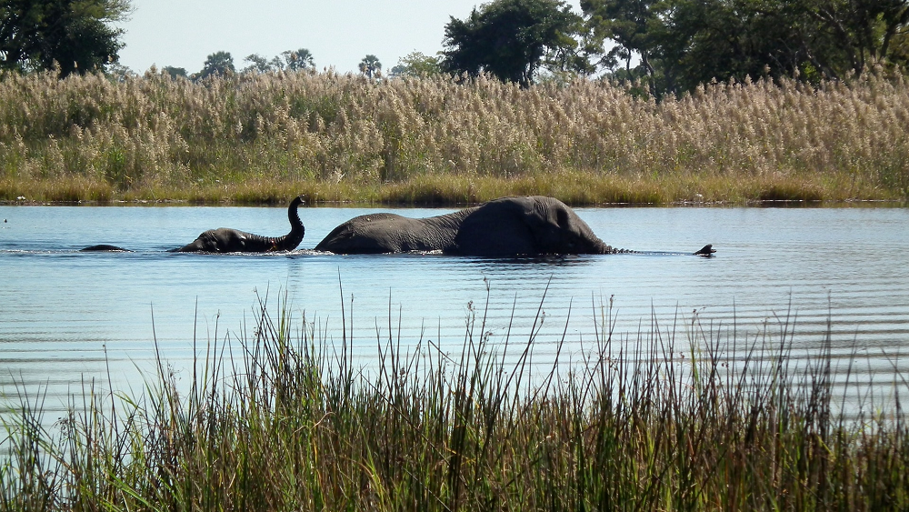 Rondreis Botswana 14 dagen oliranten okavango delta