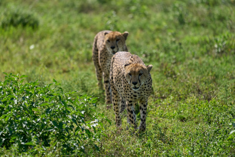 Ngorongoro krater Tanzania cheeta