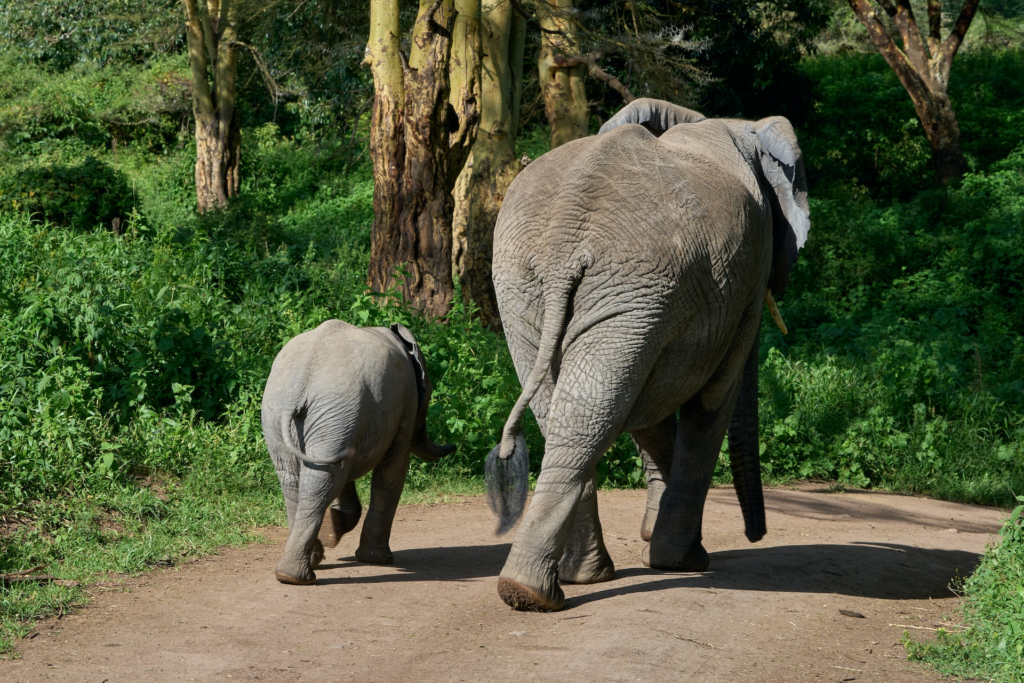 Ngorongoro krater Tanzania olifant moeder en baby