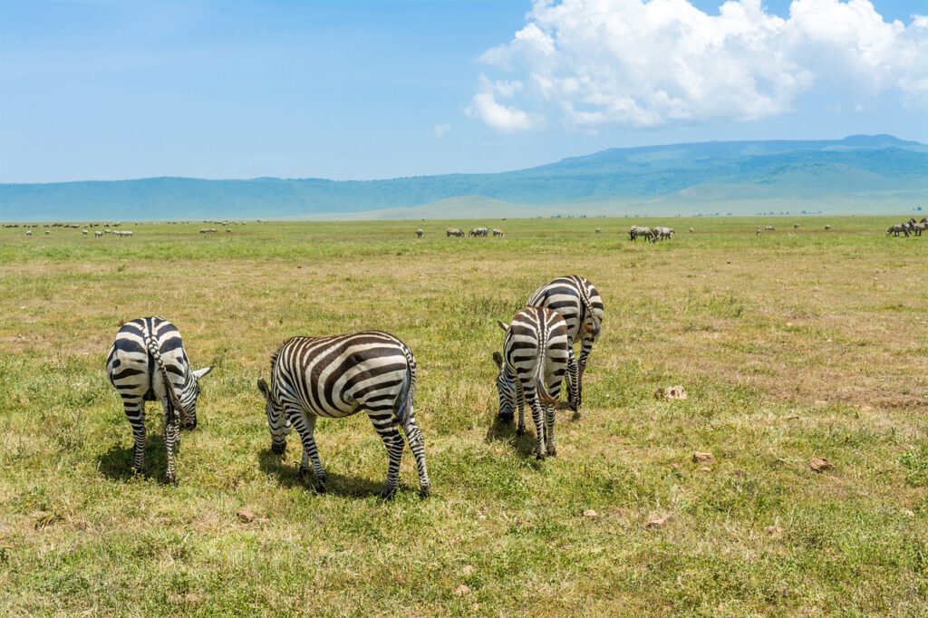 Ngorongorokrater Tanzania zebra gras