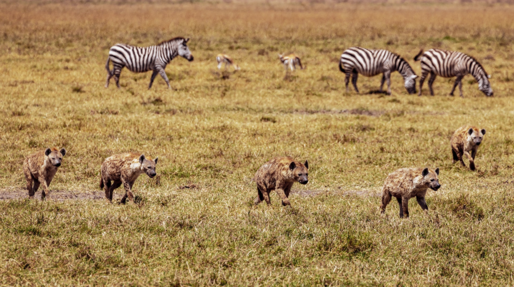 Ngorongoror krater tanzania hyena zebra