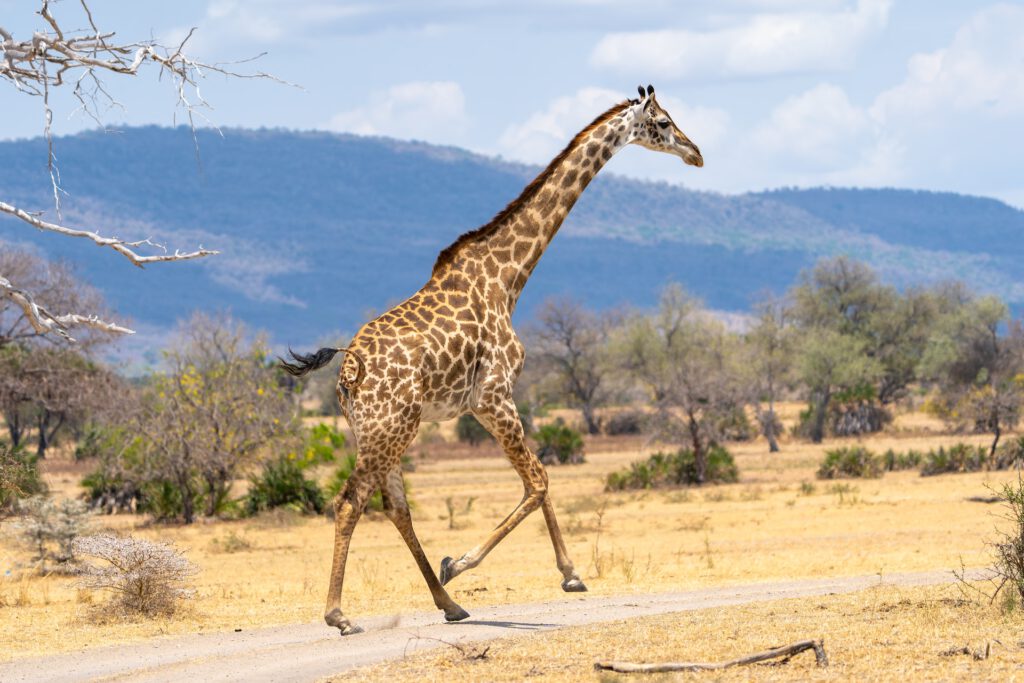 Selous giraffe rent over savanne