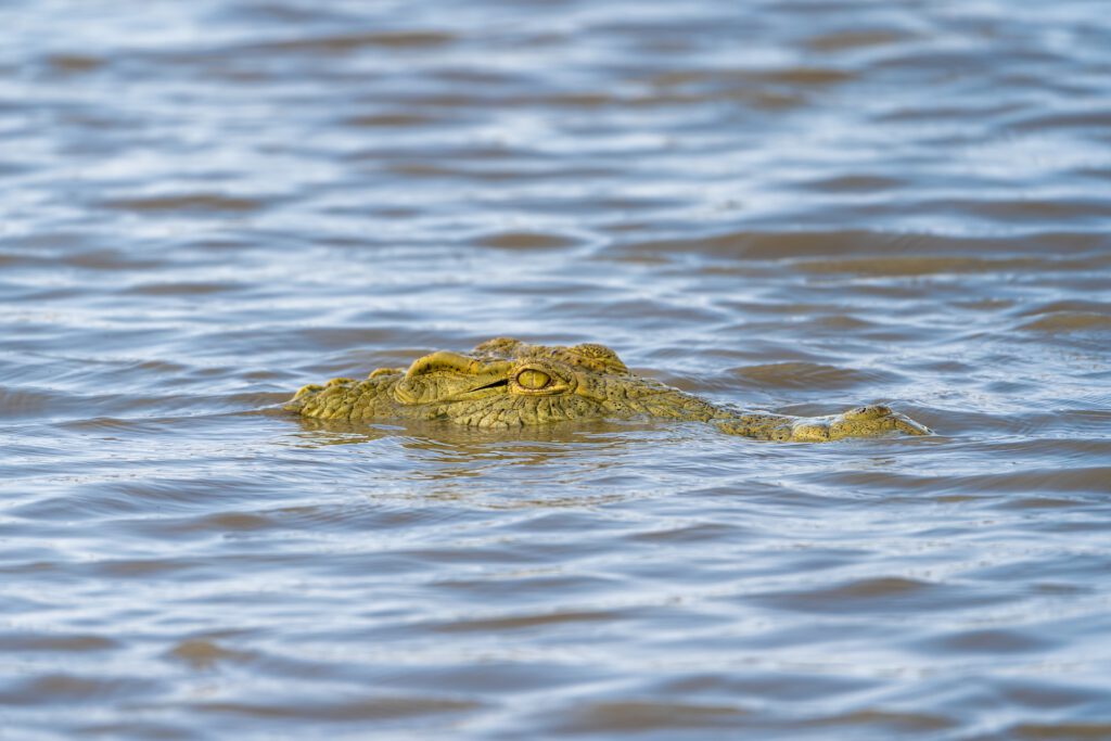 Selous krokodil