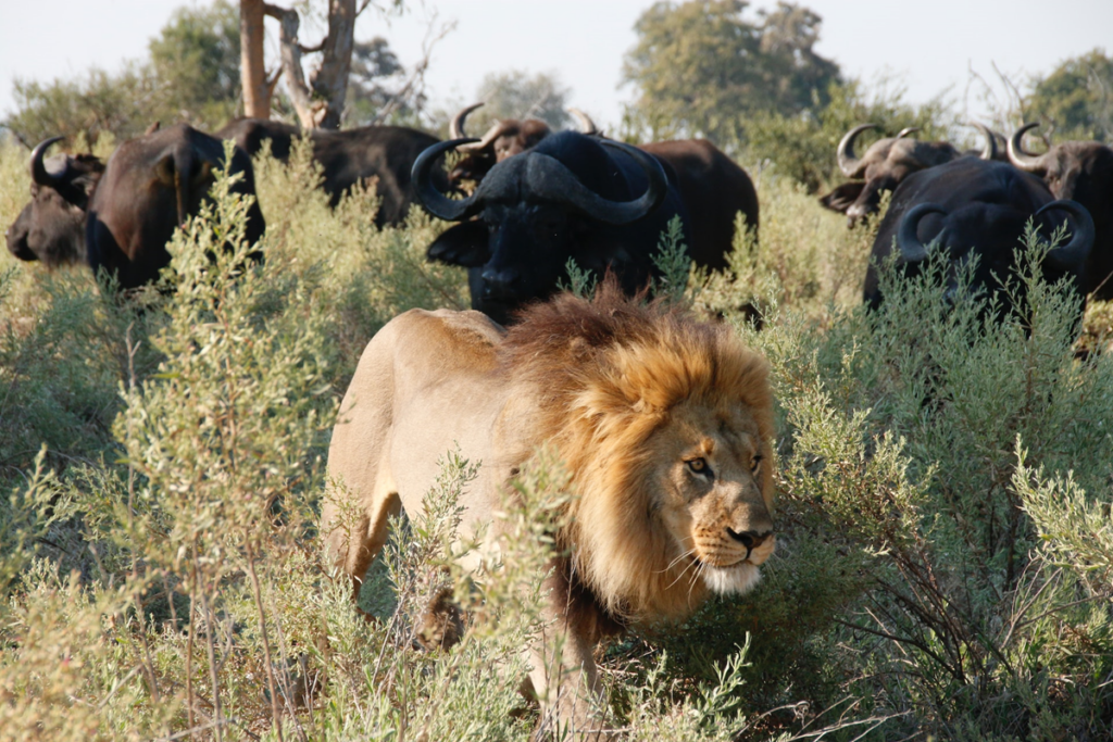 Chobe leeuw buffel big five botswana safari
