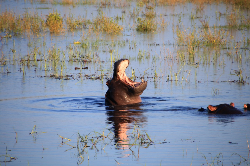 Chobe nijlpaard botswana safari